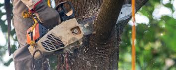 Best Tree Mulching  in Chester, NY