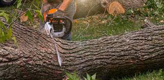 Best Weed Control  in Chester, NY