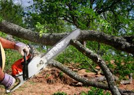 Best Lawn Renovation and Restoration  in Chester, NY