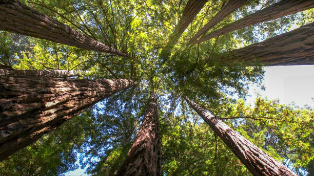 Best Arborist Consultation Services  in Chester, NY