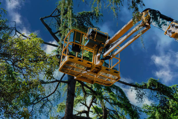Best Tree Risk Assessment  in Chester, NY