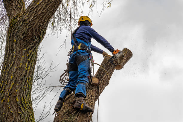 Best Utility Line Clearance  in Chester, NY