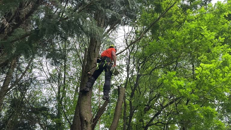 Best Commercial Tree Services  in Chester, NY