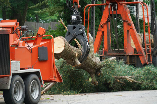 Best Lawn Maintenance Plans  in Chester, NY