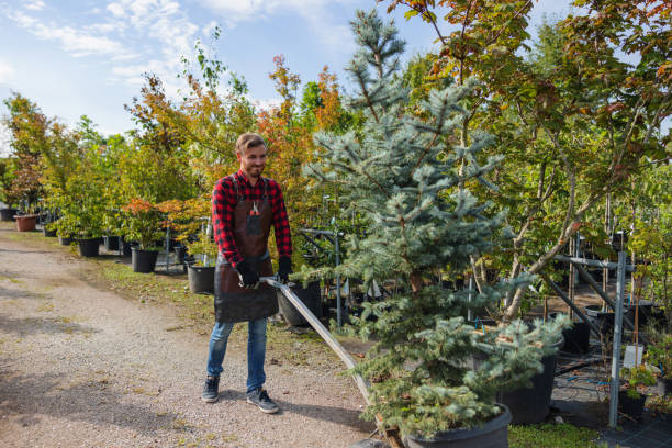 Best Emergency Tree Removal  in Chester, NY