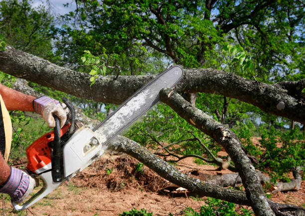 Best Aeration Services  in Chester, NY