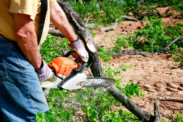 Best Tree Health Inspection  in Chester, NY